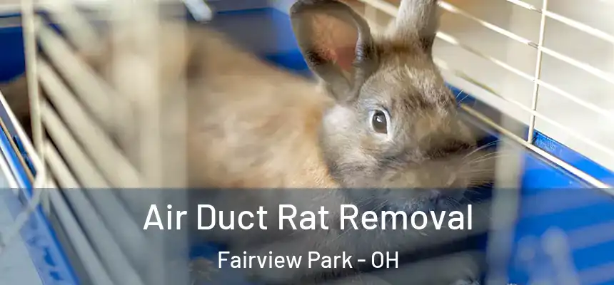  Air Duct Rat Removal Fairview Park - OH